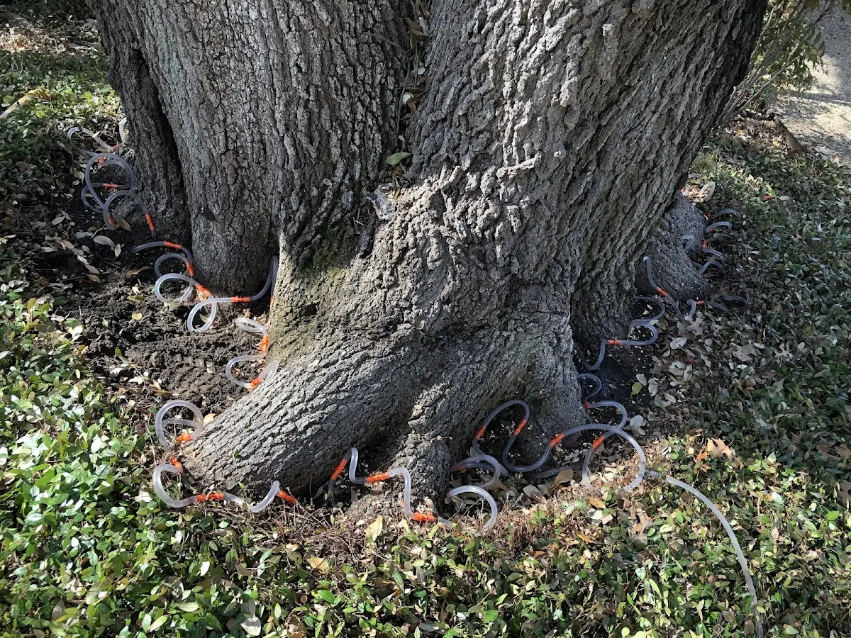 Detailed Tree Cabling and Bracing job site in Wahoo